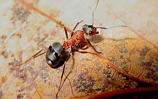Niezwykłe życie mrówek